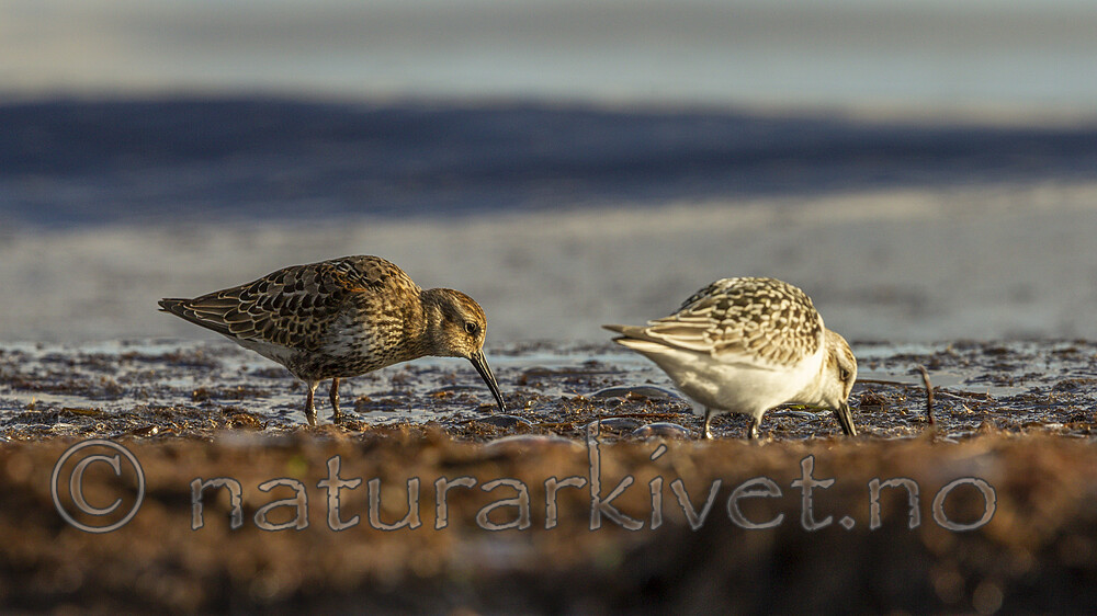 KA_120908_6064 / Calidris alba / Sandløper <br /> Calidris alpina / Myrsnipe