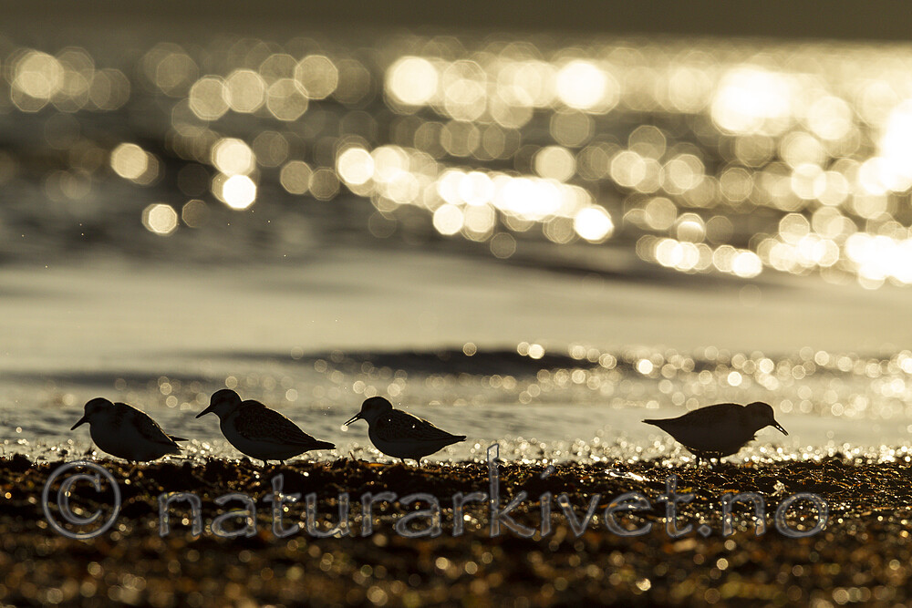 KA_120908_6073 / Calidris alba / Sandløper