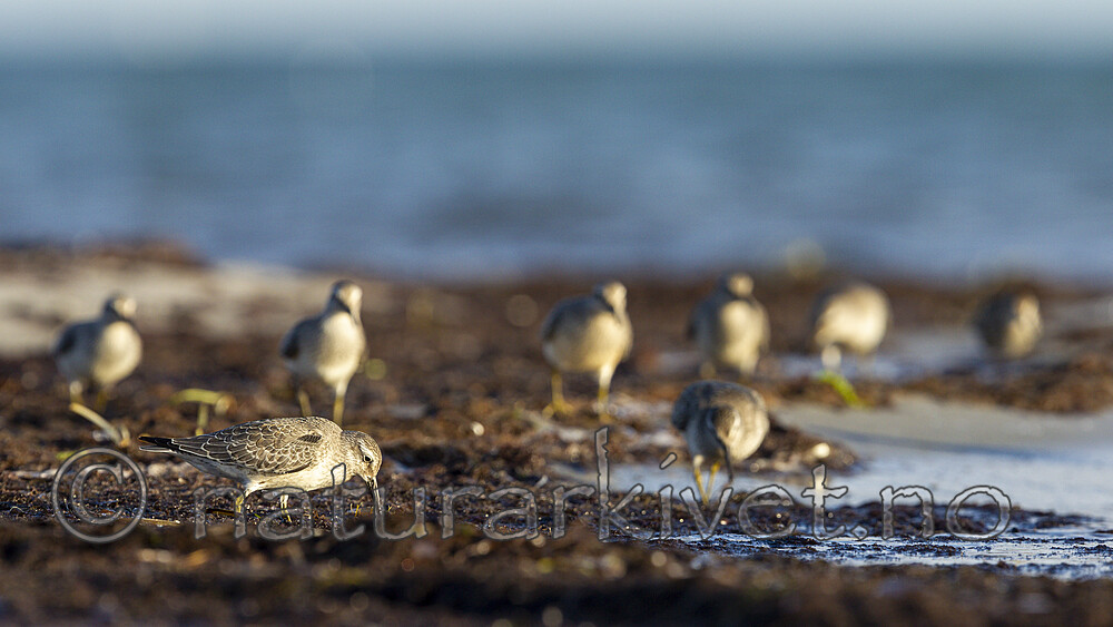 KA_120908_6077 / Calidris alba / Sandløper <br /> Calidris canutus / Polarsnipe