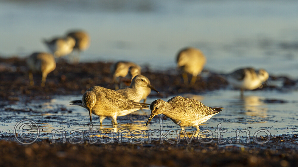 KA_120908_6095 / Calidris canutus / Polarsnipe
