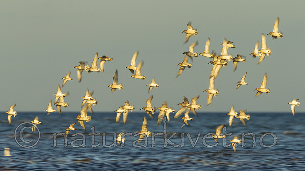 KA_120908_6104 / Calidris alba / Sandløper <br /> Calidris canutus / Polarsnipe