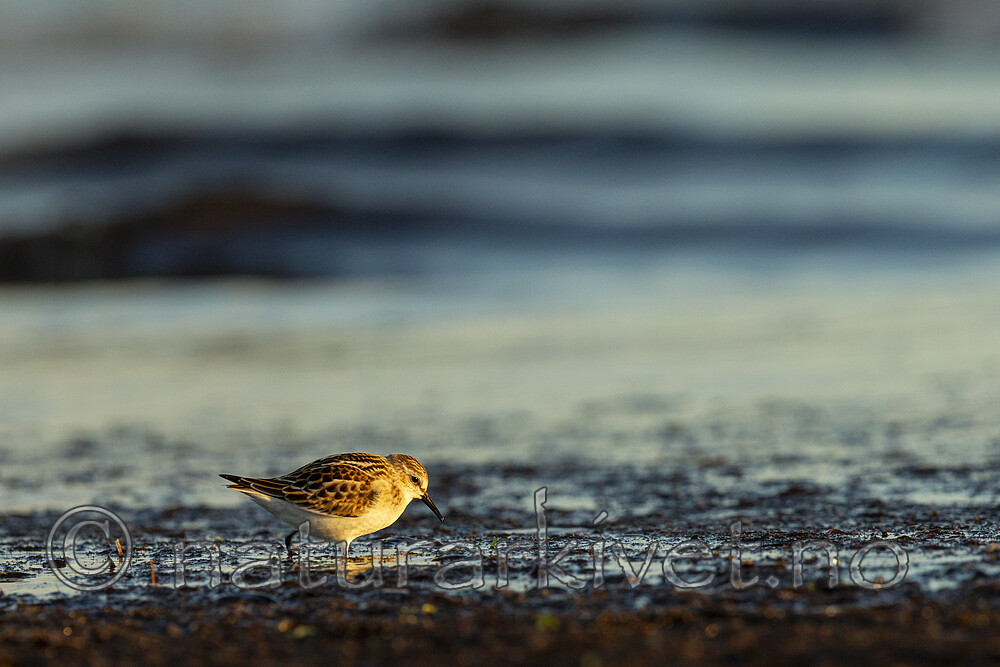 KA_120908_6115 / Calidris minuta / Dvergsnipe