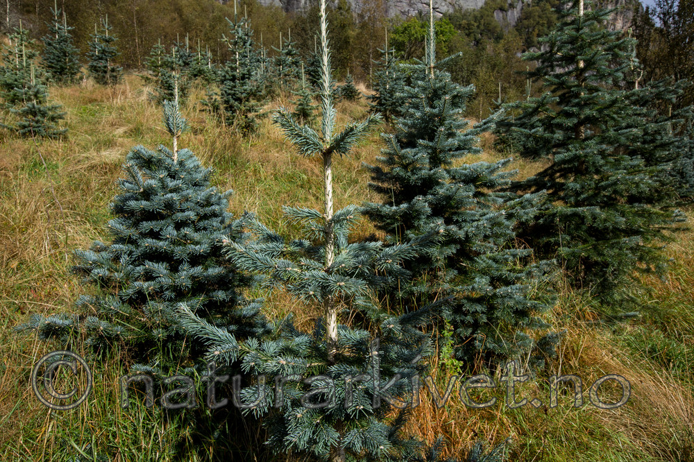 KA_120918_3957 / Abies concolor / Koloradoedelgran