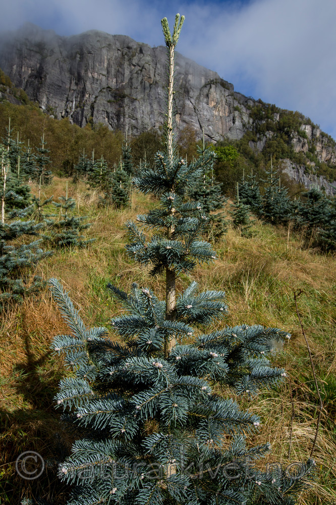 KA_120918_3958 / Abies concolor / Koloradoedelgran