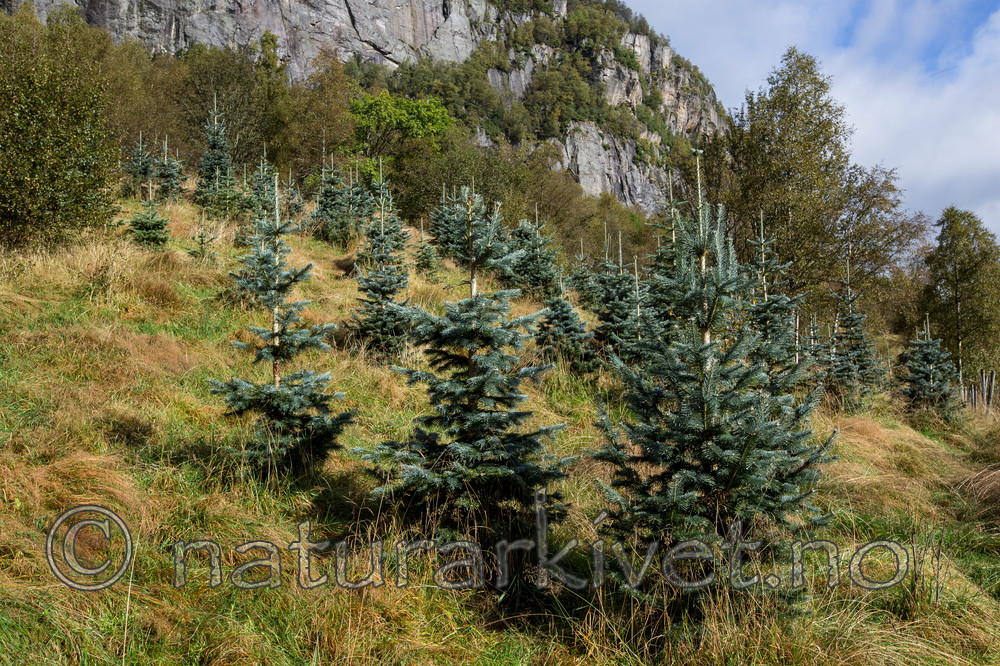 KA_120918_3959 / Abies concolor / Koloradoedelgran