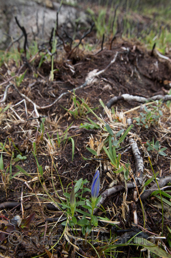KA_120920_4146 / Gentiana pneumonanthe / Klokkesøte