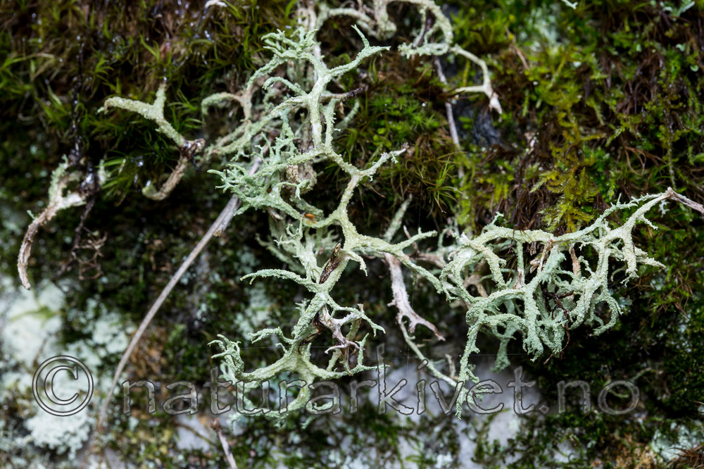 KA_120926_4297 / Evernia mesomorpha / Gryntjafs