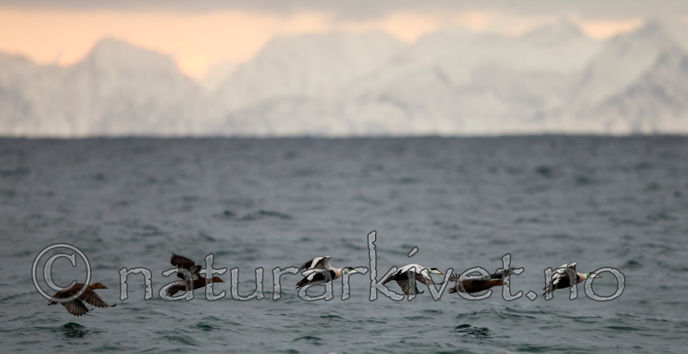KA_130203_0112 / Somateria mollissima / ærfugl