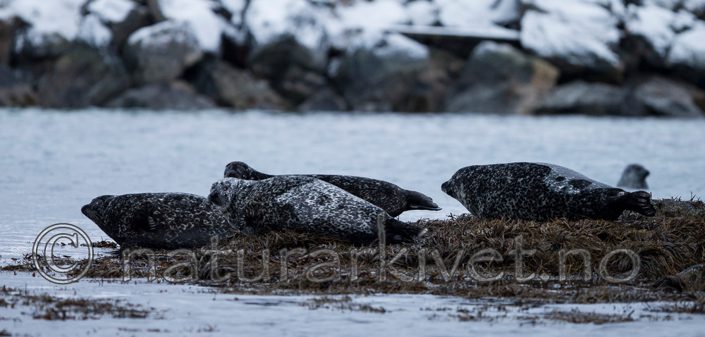 KA_130203_0119 / Phoca vitulina / Steinkobbe