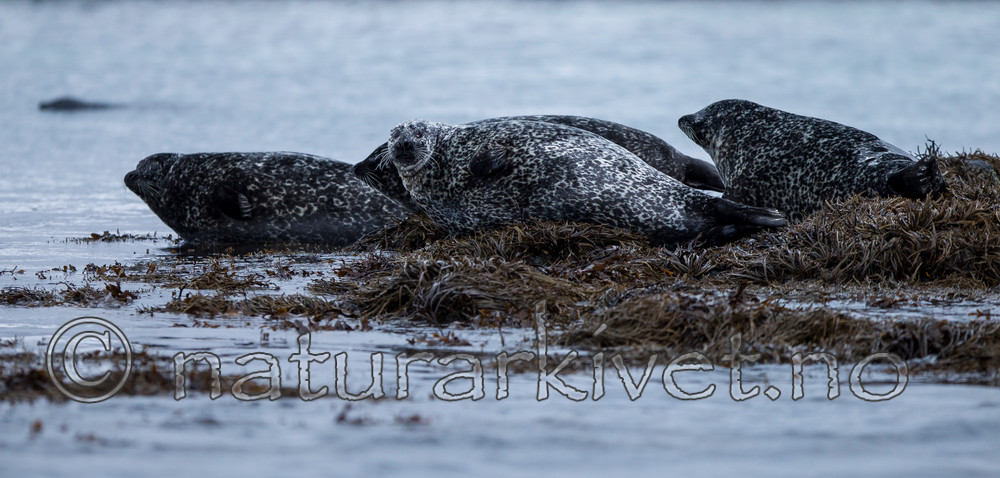 KA_130203_0122 / Phoca vitulina / Steinkobbe