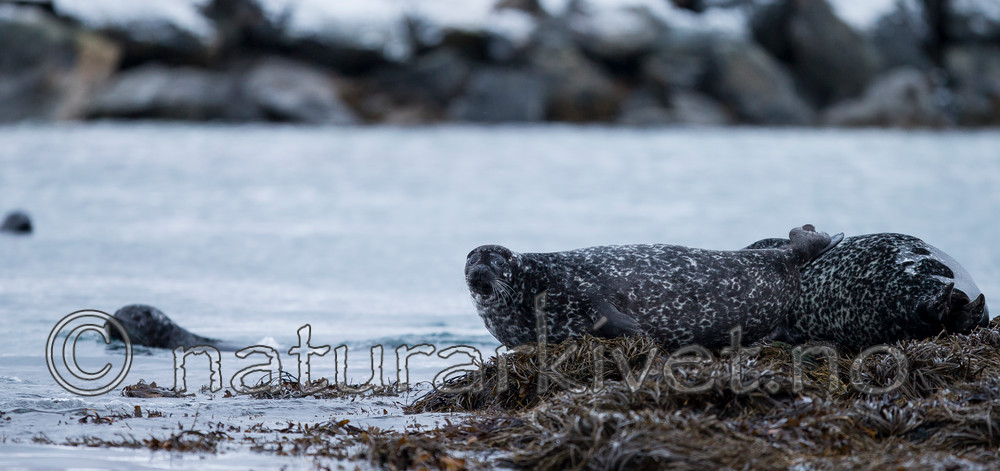 KA_130203_0130 / Phoca vitulina / Steinkobbe