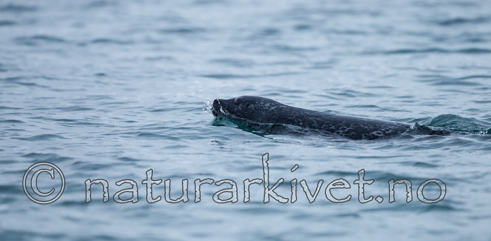 KA_130203_0132 / Phoca vitulina / Steinkobbe