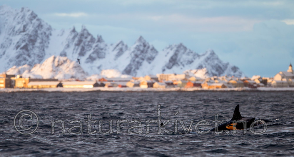 KA_130204_0152 / Orcinus orca / Spekkhogger