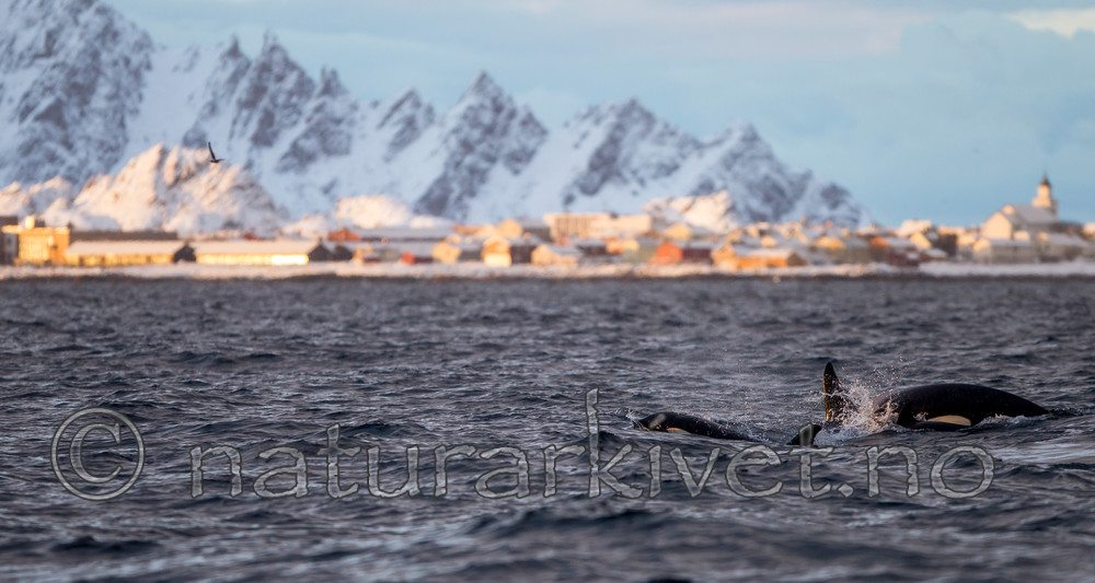 KA_130204_0156 / Orcinus orca / Spekkhogger