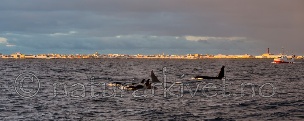 KA_130204_0162 / Orcinus orca / Spekkhogger