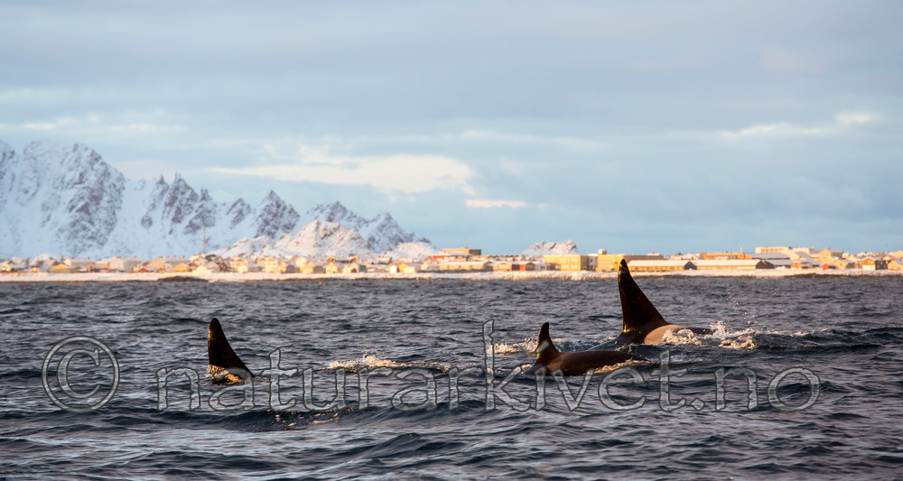 KA_130204_0164 / Orcinus orca / Spekkhogger