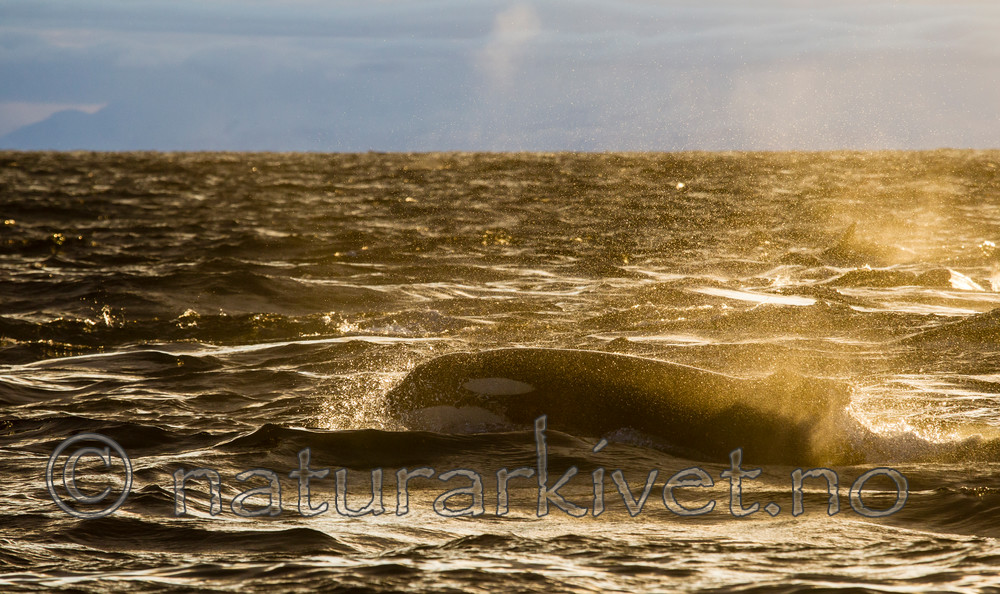 KA_130204_0207 / Orcinus orca / Spekkhogger