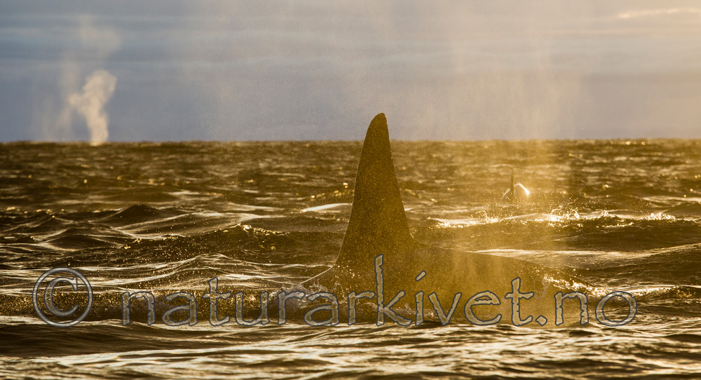 KA_130204_0210 / Orcinus orca / Spekkhogger