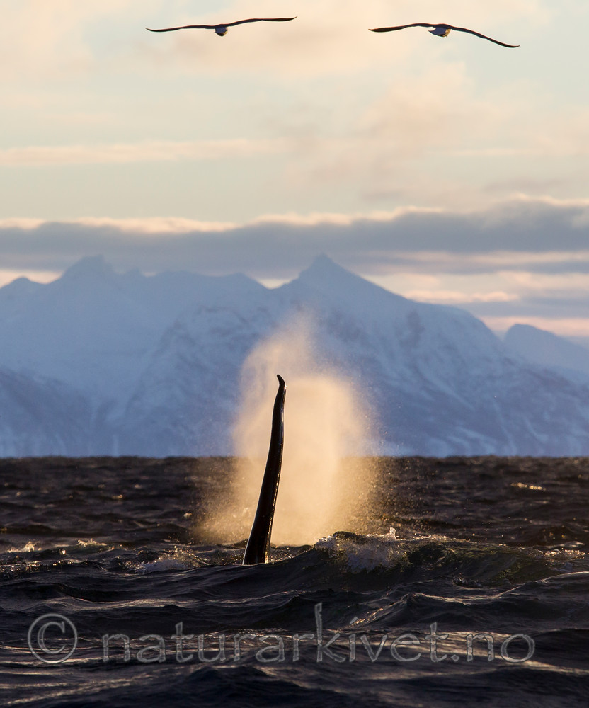 KA_130204_0212 / Orcinus orca / Spekkhogger