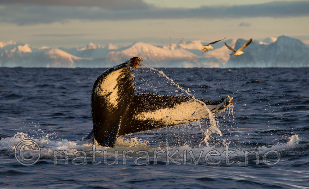 KA_130204_0232 / Megaptera novaeangliae / Knølhval