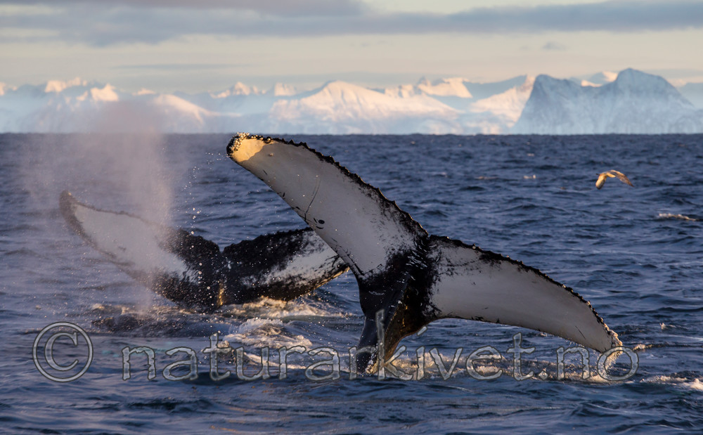 KA_130204_0249 / Megaptera novaeangliae / Knølhval