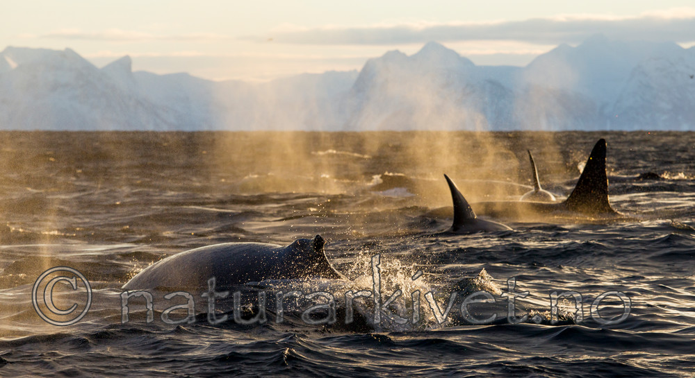 KA_130204_0256 / Megaptera novaeangliae / Knølhval <br /> Orcinus orca / Spekkhogger