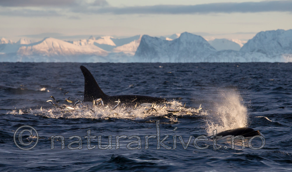 KA_130204_0288 / Orcinus orca / Spekkhogger