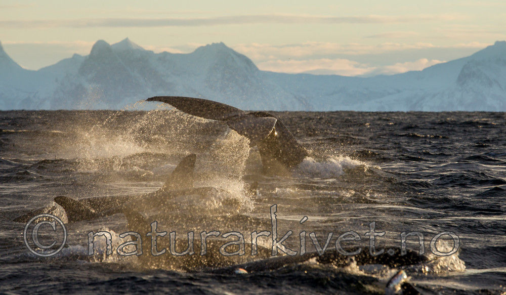 KA_130204_0304 / Megaptera novaeangliae / Knølhval <br /> Orcinus orca / Spekkhogger