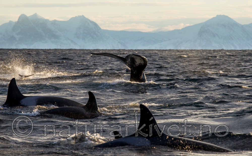 KA_130204_0306 / Megaptera novaeangliae / Knølhval <br /> Orcinus orca / Spekkhogger