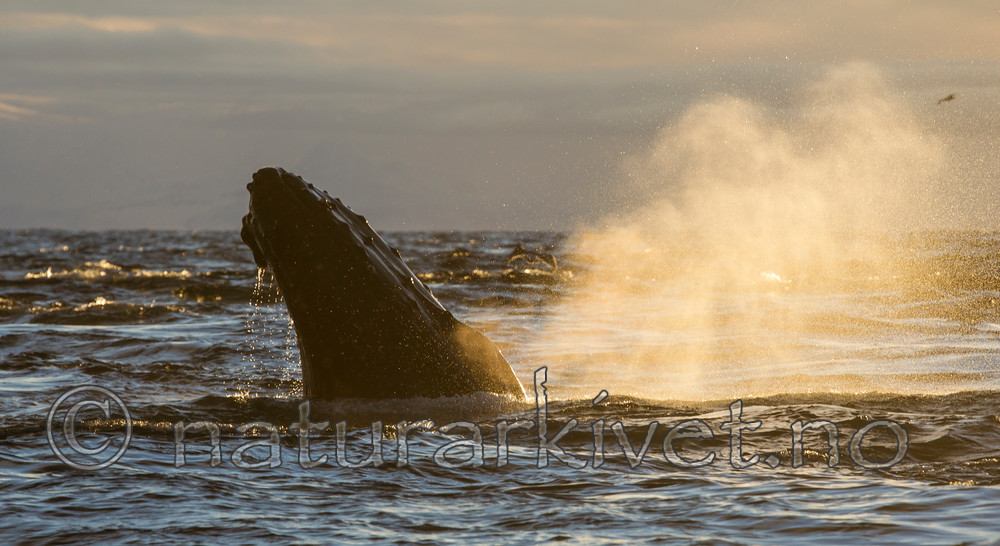 KA_130204_0336 / Megaptera novaeangliae / Knølhval