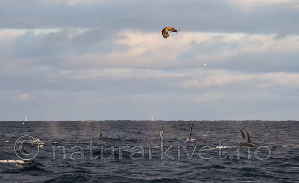 KA_130204_0346 / Haliaeetus albicilla / Havørn <br /> Orcinus orca / Spekkhogger
