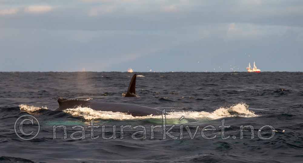 KA_130204_0354 / Megaptera novaeangliae / Knølhval <br /> Orcinus orca / Spekkhogger