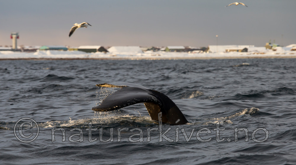 KA_130204_0365 / Megaptera novaeangliae / Knølhval