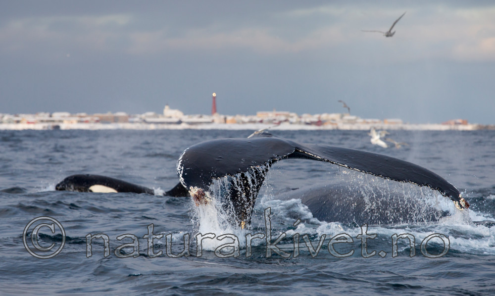KA_130204_0413 / Megaptera novaeangliae / Knølhval <br /> Orcinus orca / Spekkhogger