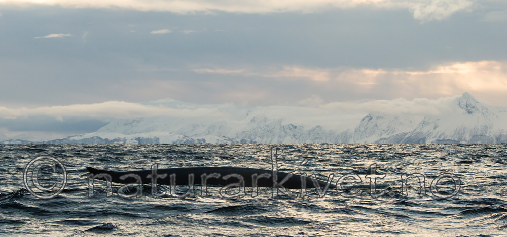 KA_130204_0431 / Balaenoptera physalus / Finnhval