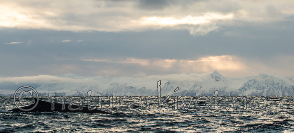 KA_130204_0433 / Balaenoptera physalus / Finnhval