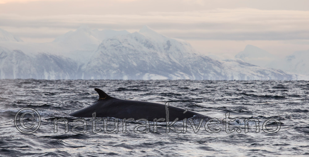 KA_130204_0436 / Balaenoptera physalus / Finnhval