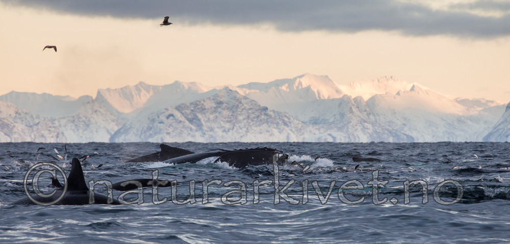 KA_130204_0472 / Megaptera novaeangliae / Knølhval <br /> Orcinus orca / Spekkhogger