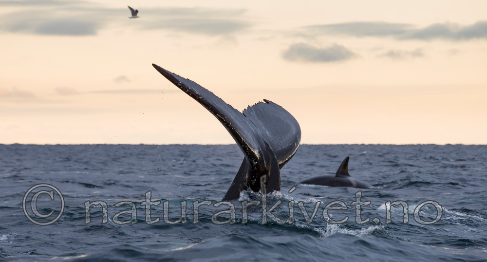 KA_130204_0485 / Megaptera novaeangliae / Knølhval <br /> Orcinus orca / Spekkhogger