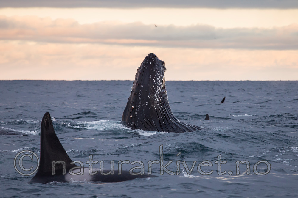 KA_130204_0492 / Megaptera novaeangliae / Knølhval <br /> Orcinus orca / Spekkhogger