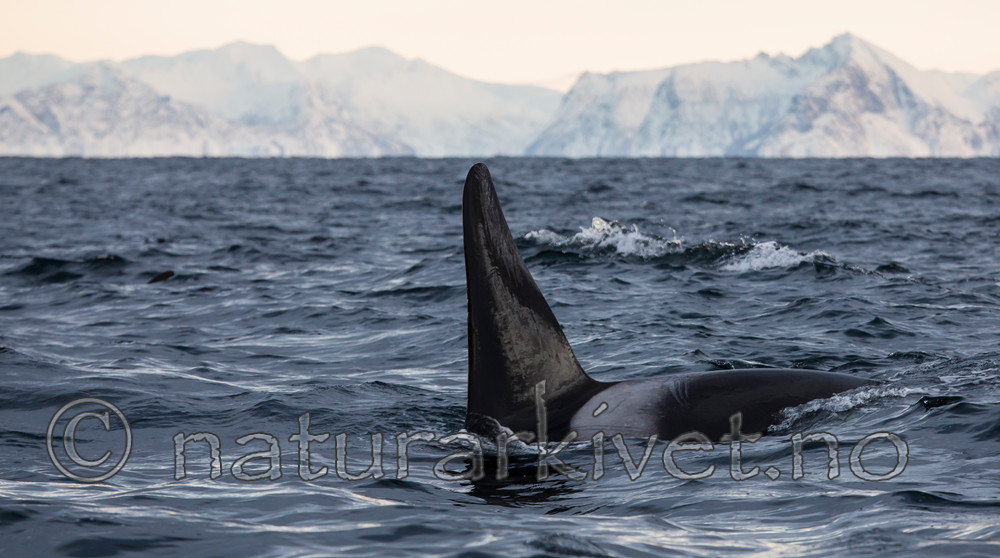 KA_130204_0512 / Orcinus orca / Spekkhogger