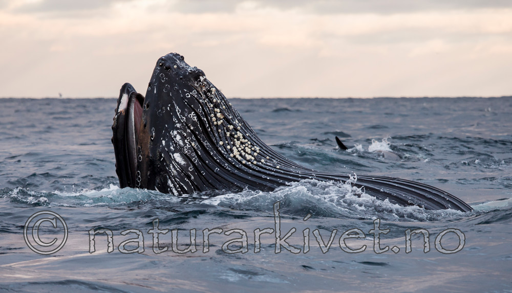 KA_130204_0521 / Megaptera novaeangliae / Knølhval