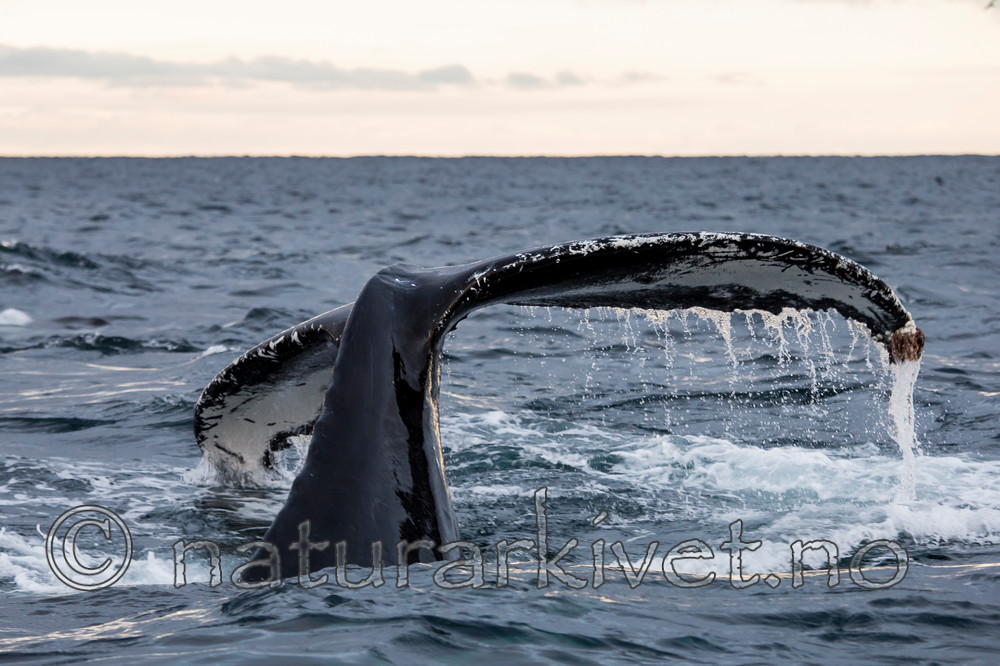 KA_130204_0522 / Megaptera novaeangliae / Knølhval