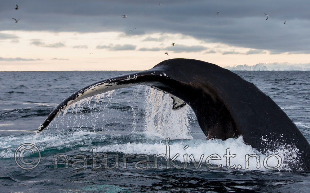 KA_130204_0552 / Megaptera novaeangliae / Knølhval