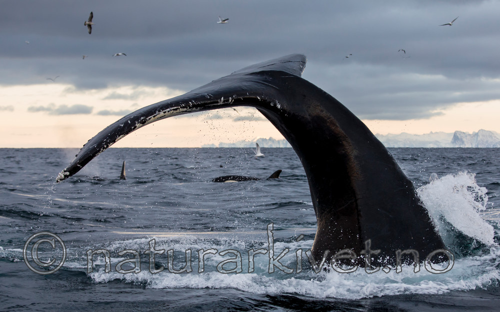 KA_130204_0556 / Megaptera novaeangliae / Knølhval <br /> Orcinus orca / Spekkhogger