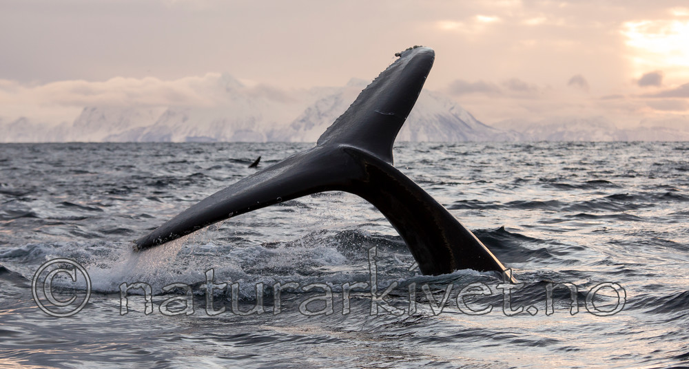 KA_130204_0562 / Megaptera novaeangliae / Knølhval