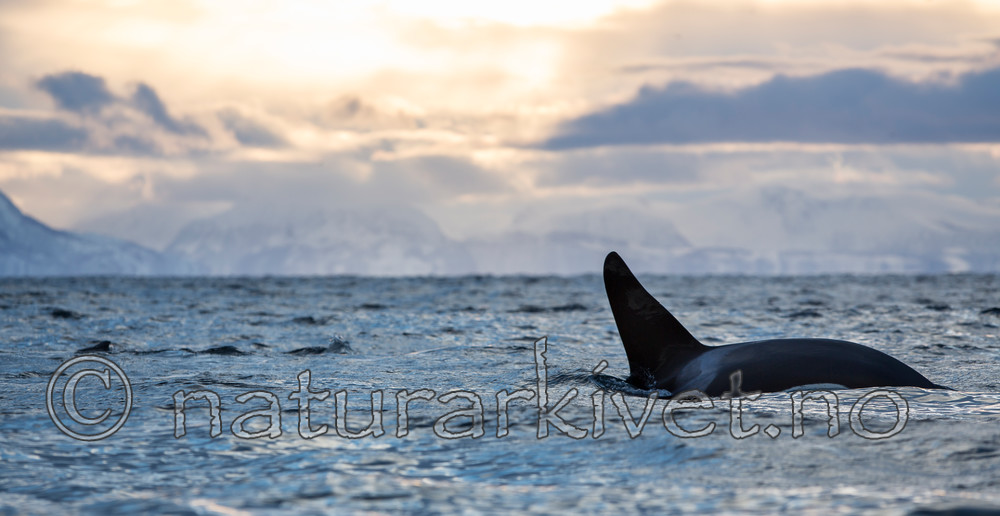 KA_130204_0579 / Orcinus orca / Spekkhogger