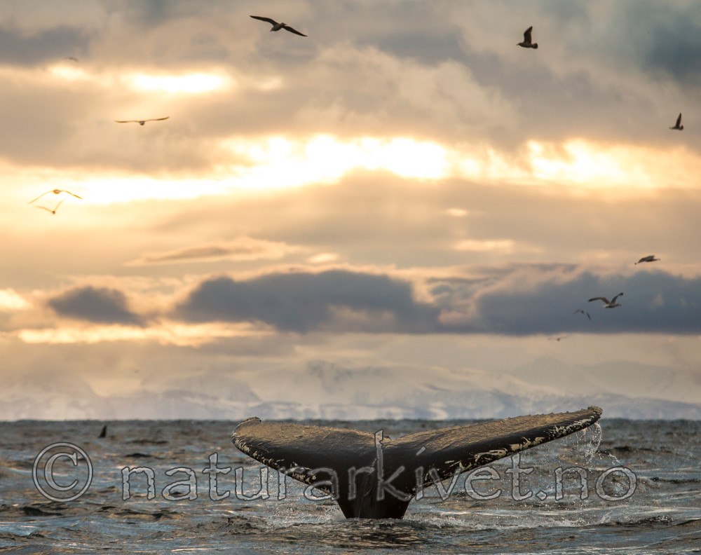 KA_130204_0642 / Megaptera novaeangliae / Knølhval