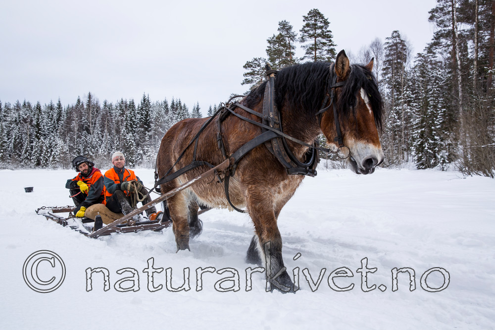 KA_130208_1058 / Equus caballus / Hest