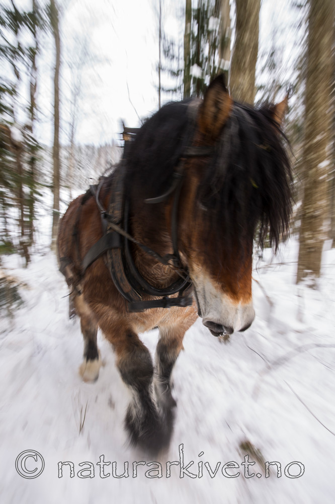 KA_130208_1060 / Equus caballus / Hest